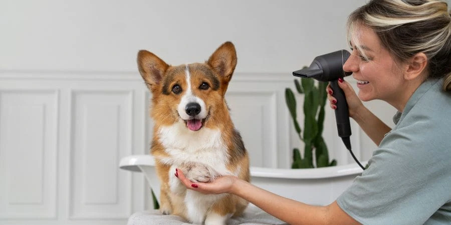 How to Care for Your Pied Frenchies Effectively