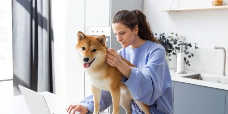 A Comprehensive Guide to Understanding EM EM French Bulldog DNA