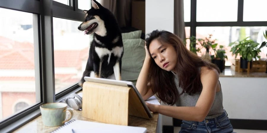 Unpacking French Bulldog’s Behavior Problems