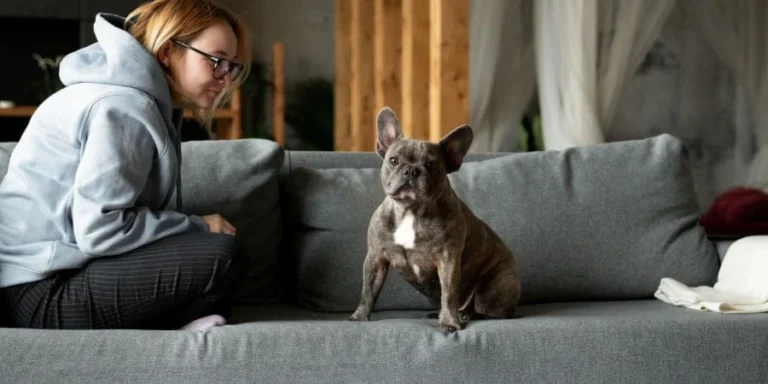 How to Determine the Price of an Isabella French Bulldog