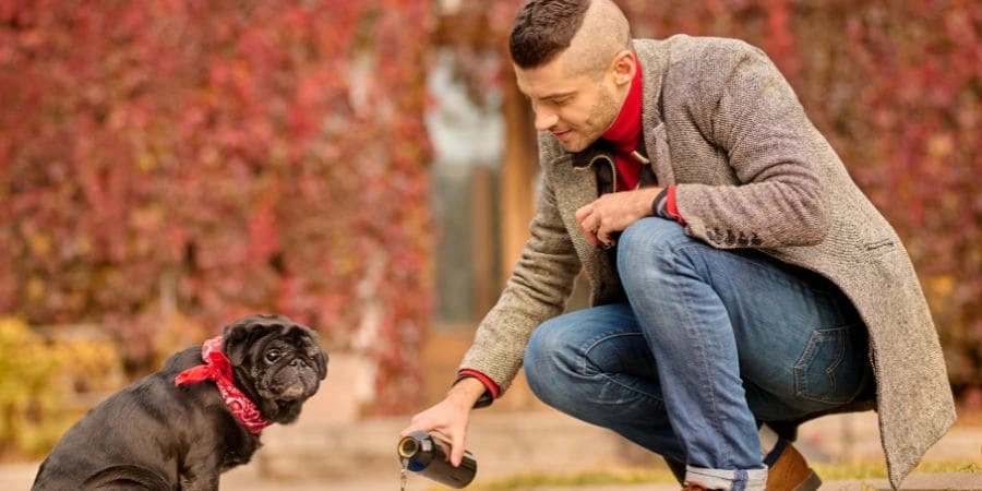 How to Train a Deformed French Bulldog Effectively