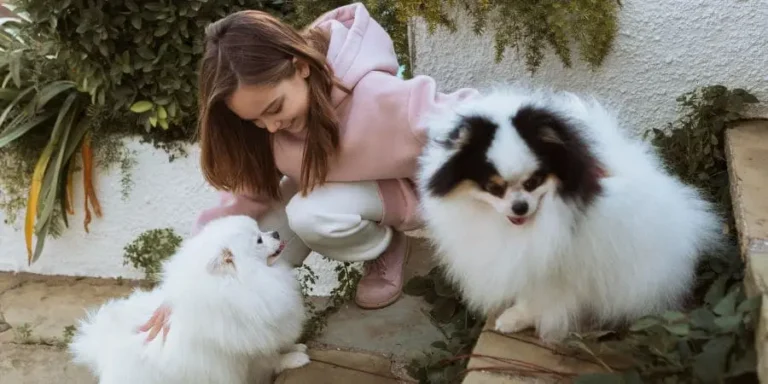 do fluffy frenchies shed