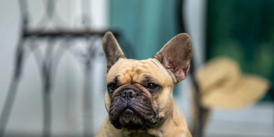 French Bulldog Stud Services