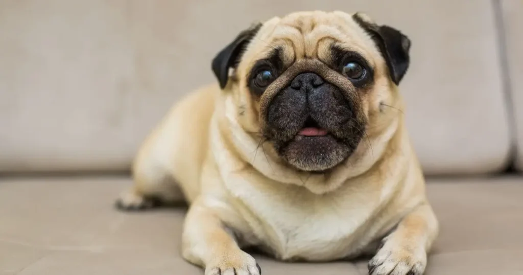 Vomiting or Regurgitation Vomiting or Regurgitation