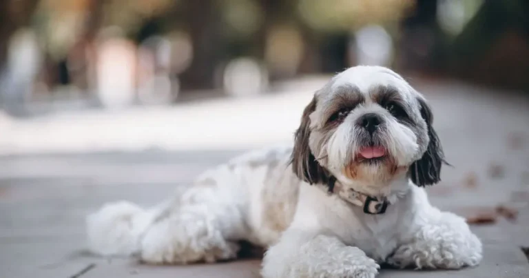 What are Fluffy Frenchies Mixed with