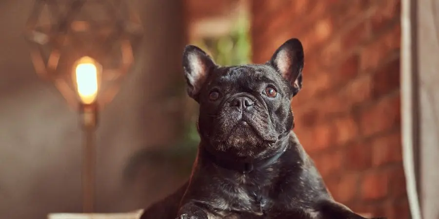 What do all those letters mean under the picture of that cute French Bulldog puppy