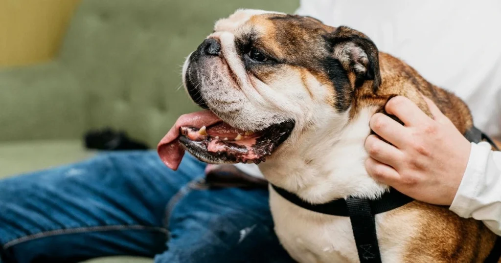 What does hypoallergenic mean when it comes to pets What does hypoallergenic mean when it comes to pets?