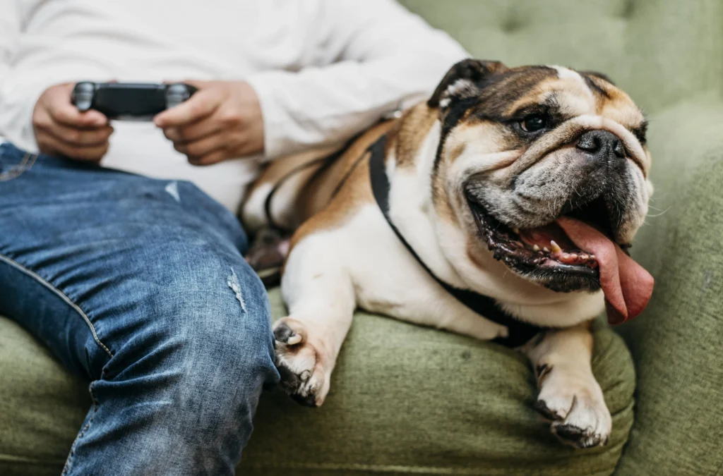 What’s French Bulldog insurance What’s French Bulldog insurance