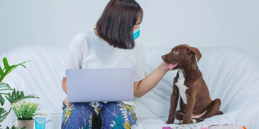 When to See Veterinarian for Dog Allergies