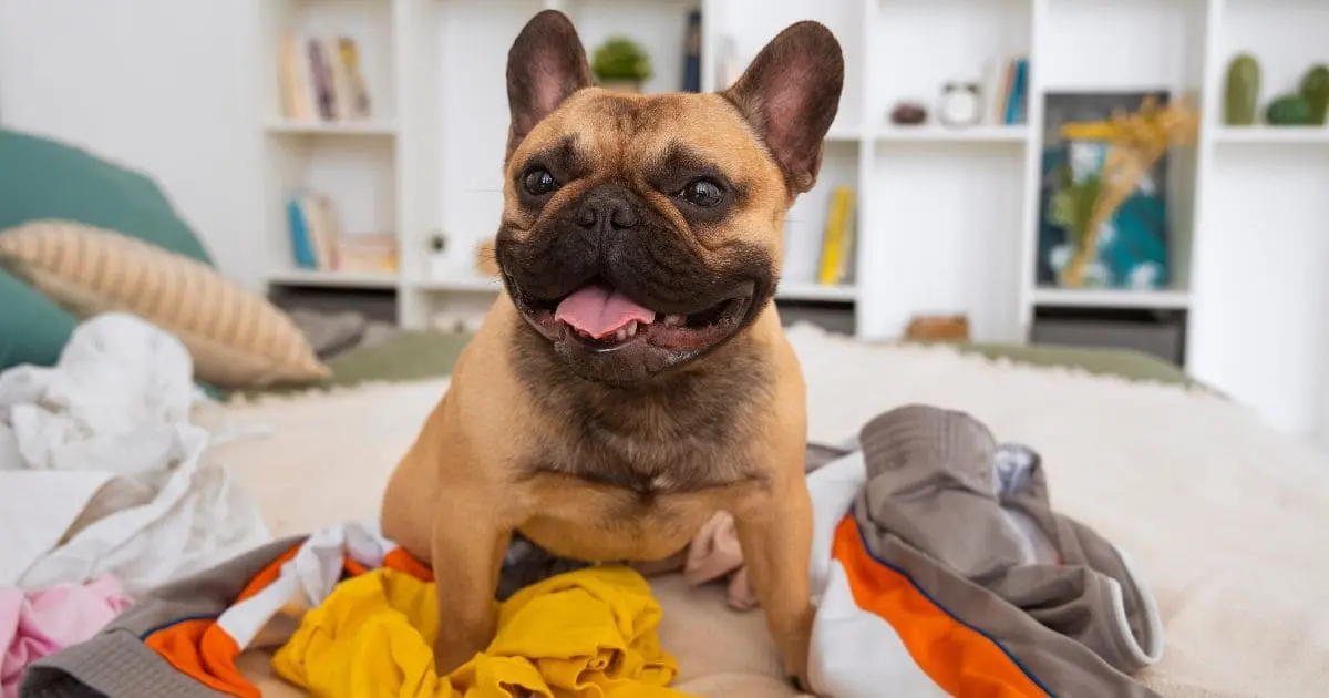 Why Does My Frenchie Keep Throwing Up