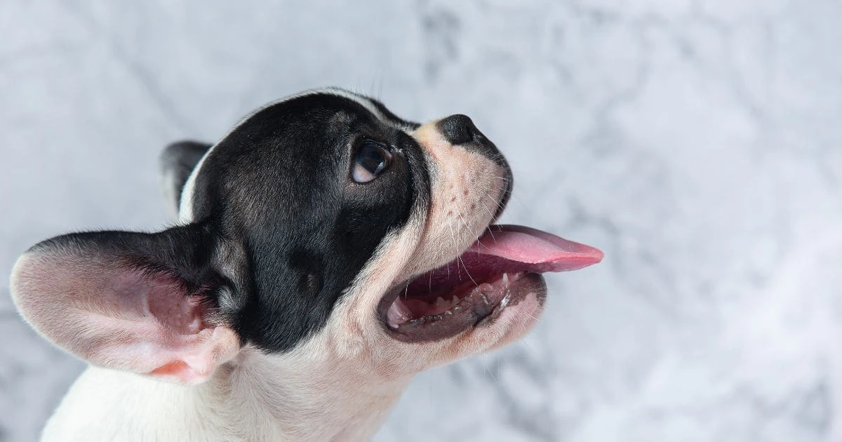 Why is my Frenchies Nose Dry