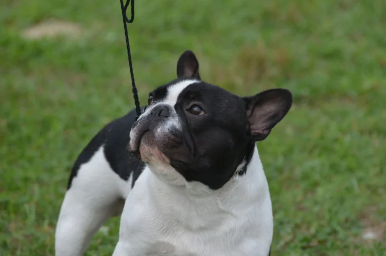 French Bulldog Litter Size