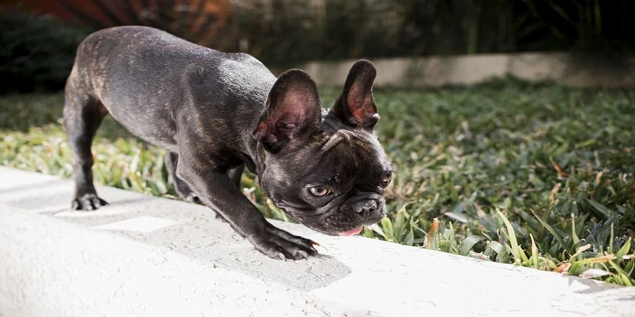 French Bulldog Litter Size