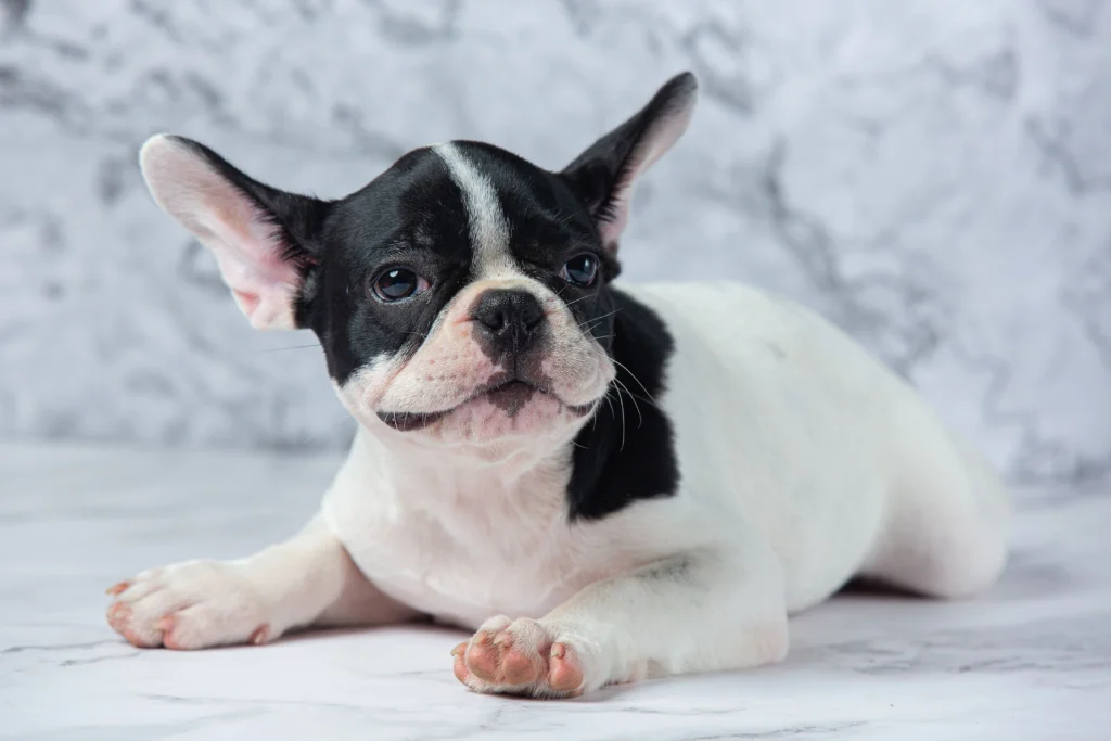 What is an Isabella French Bulldog?