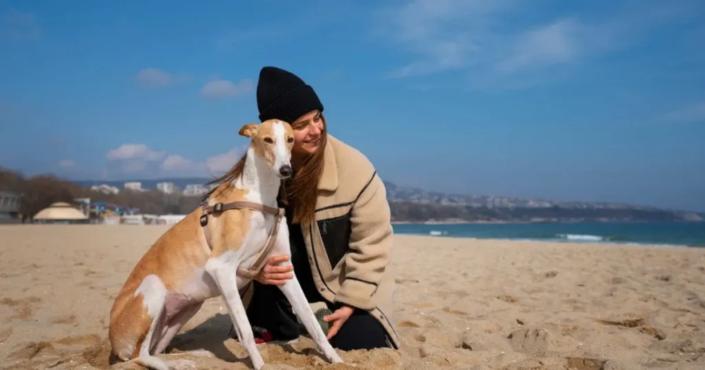 keeping your dog cool at the beach keeping your dog cool at the beach