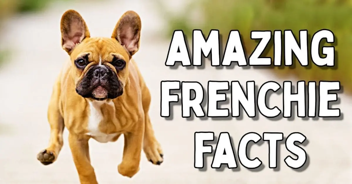 10 Fun Facts About French Bulldog