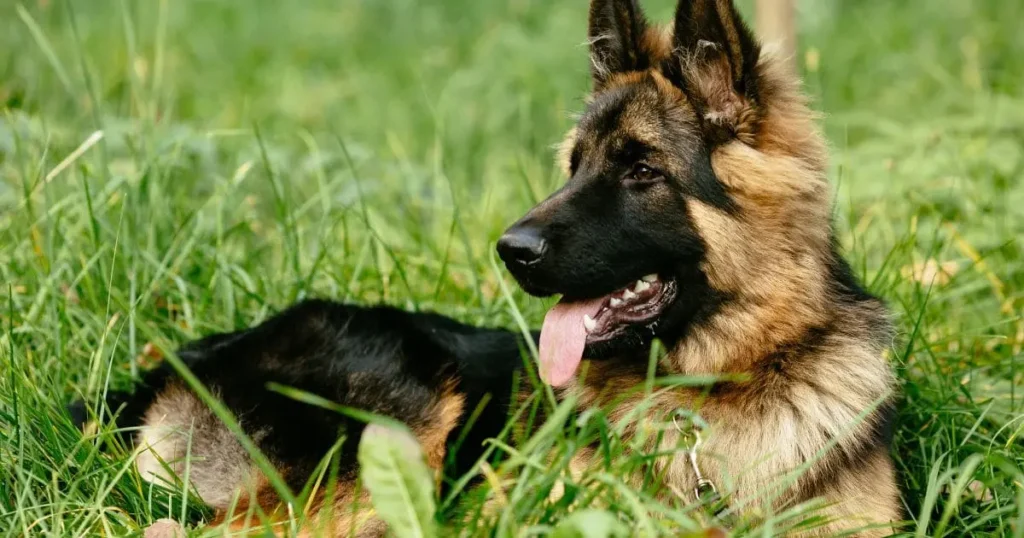 A German Shepherd Puppy in Boston