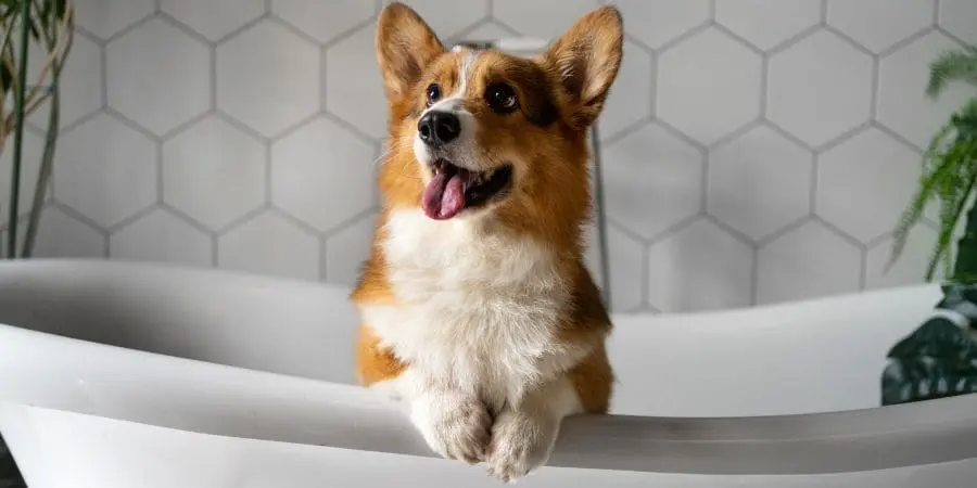 Bathing Your Long Haired Dachshund Bathing Your Long Haired Dachshund