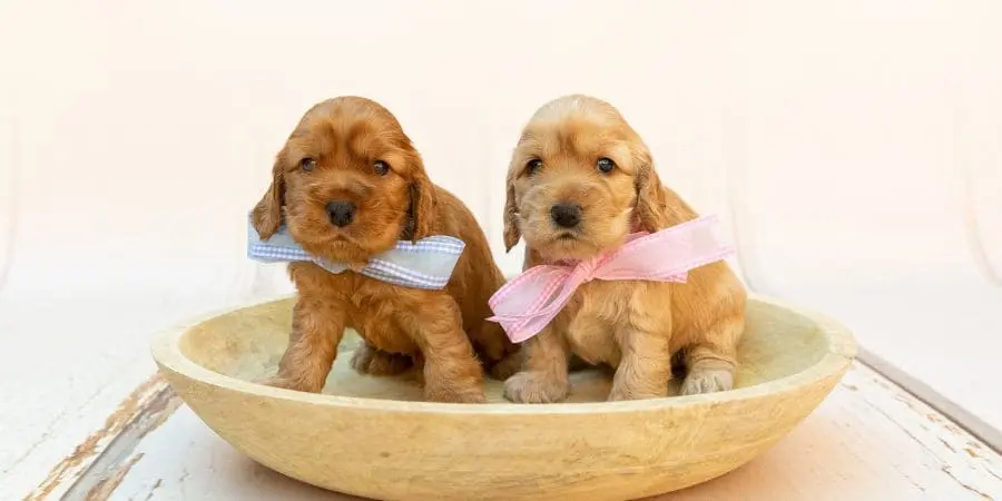 Black Labradoodles vs. Black Goldendoodles Black Labradoodles vs. Black Goldendoodles