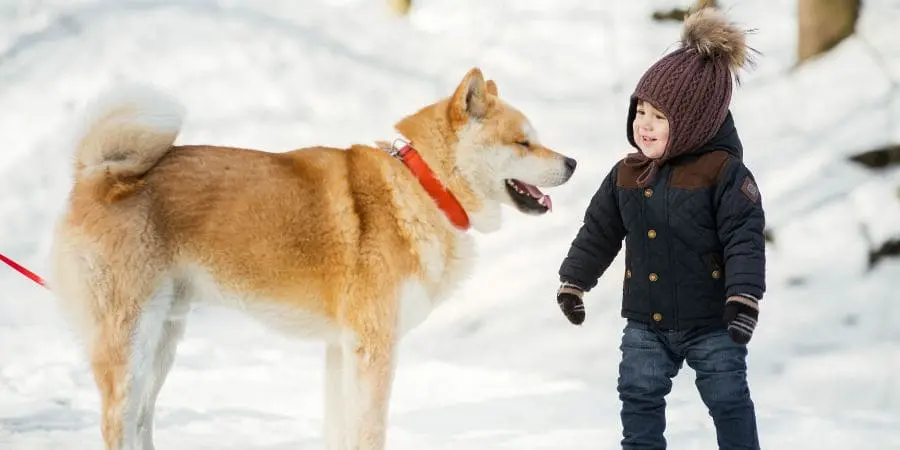 Bristle Brushes Bristle Brushes