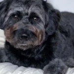 Can A Goldendoodle Be Black