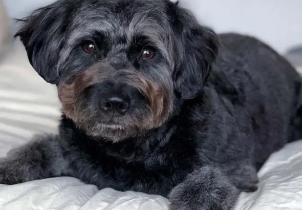 Can A Goldendoodle Be Black