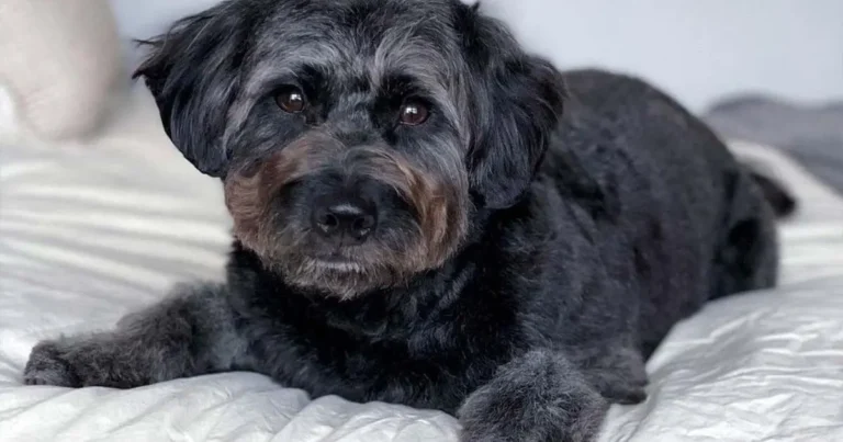 Can A Goldendoodle Be Black