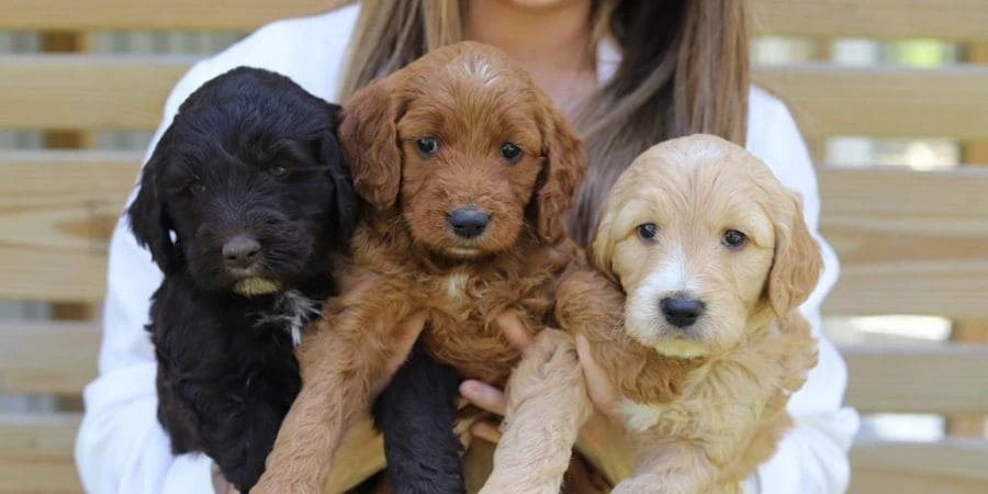 Can Goldendoodles be Black Can Goldendoodles be Black?