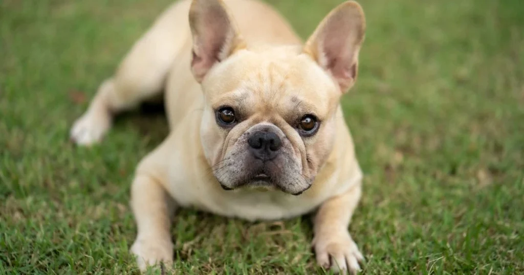 Coat Colors and Pattern Variations Coat Colors and Pattern Variations