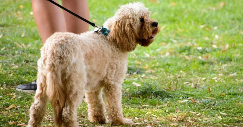 Cocker Spaniel Grooming The Essential Guide with Pictures of Haircut Styles