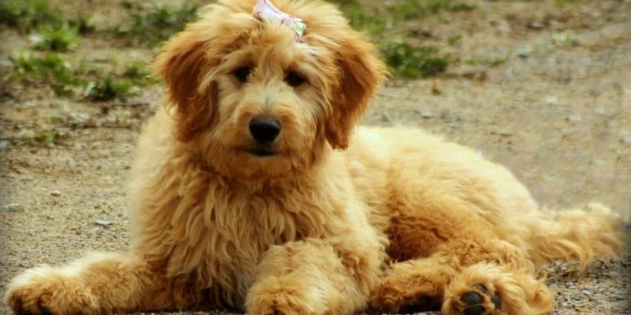 Cost of Black Goldendoodles Cost of Black Goldendoodles