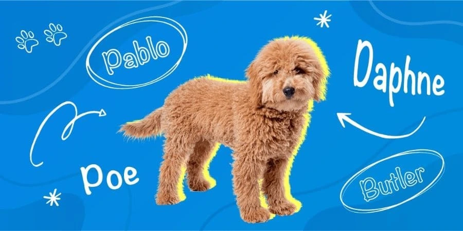 Creative and Fun Black Goldendoodle Names Creative and Fun Black Goldendoodle Names