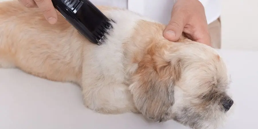 Daily and Weekly Brushing Routine Daily and Weekly Brushing Routine