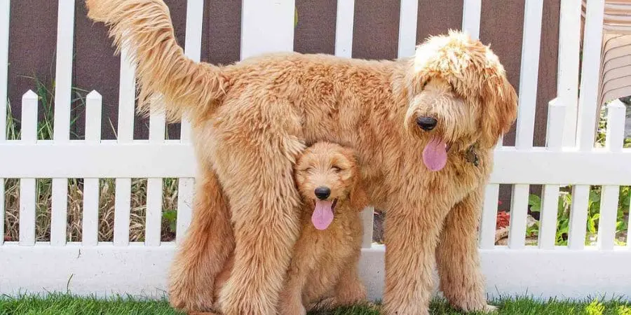 Do Goldendoodles Coats Change Over Time Do Goldendoodles Coats Change Over Time