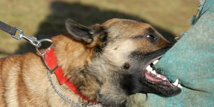 Dog Attack Prevention Tips