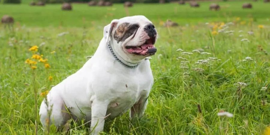 Factors That Affect Bite Force in Dogs