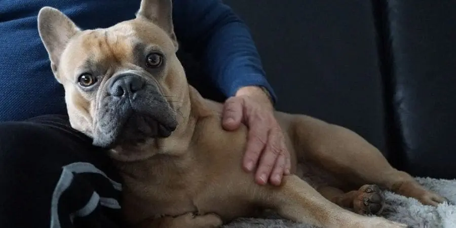 French Bulldog Facts You May Not Know French Bulldog Facts You May Not Know