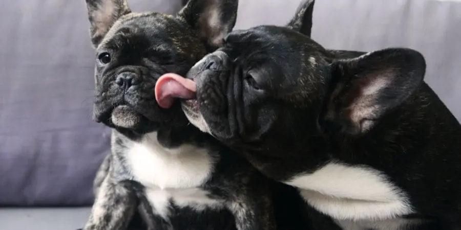 Frenchies Are Prone to Obesity Frenchies Are Prone to Obesity