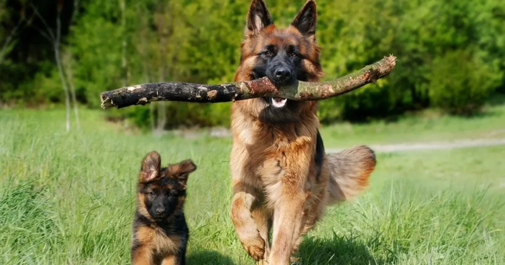 German Shepherd Puppy Price Guide