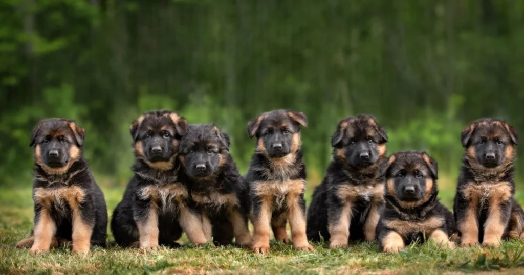 How to Choose the Best German Shepherd Breeder