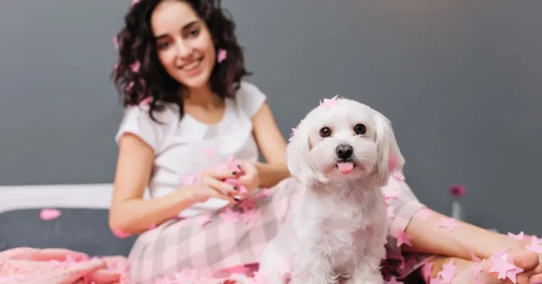 How to Maintain a Well-Groomed Labradoodle Coat