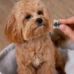 How to Manage Shedding in American Cocker Spaniels