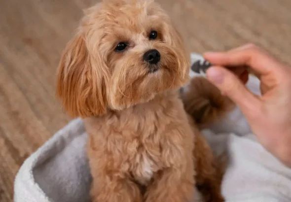 How to Manage Shedding in American Cocker Spaniels