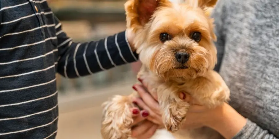 Keeping Ears and Eyes Clean Keeping Ears and Eyes Clean