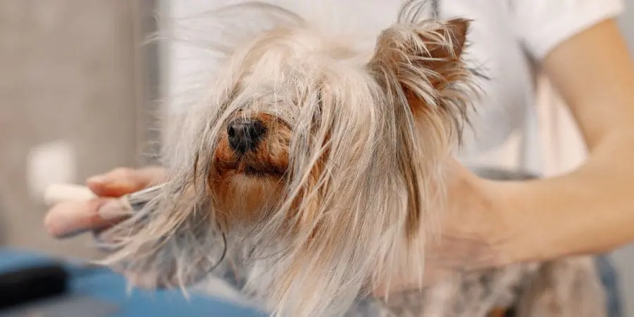 Long Haired Dachshund Grooming Long Haired Dachshund Grooming