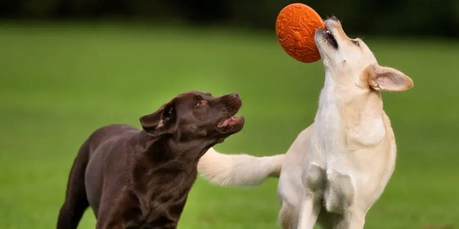Playing in the yard Playing in the yard
