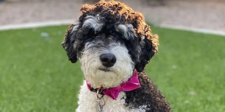 Popular Bernedoodle Haircuts Popular Bernedoodle Haircuts