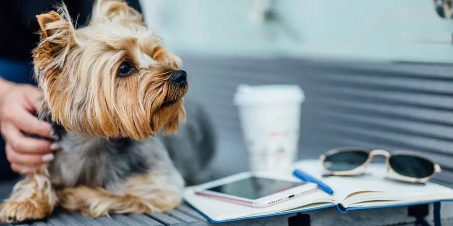 Preparing for a Yorkie Grooming Session Preparing for a Yorkie Grooming Session