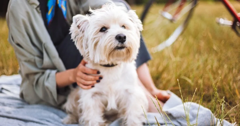 Regular Grooming is Crucial for All Dogs