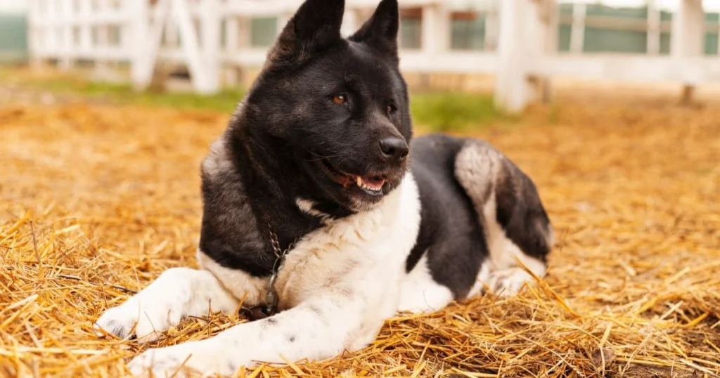 Smooth Coat Border Collies Smooth Coat Border Collies